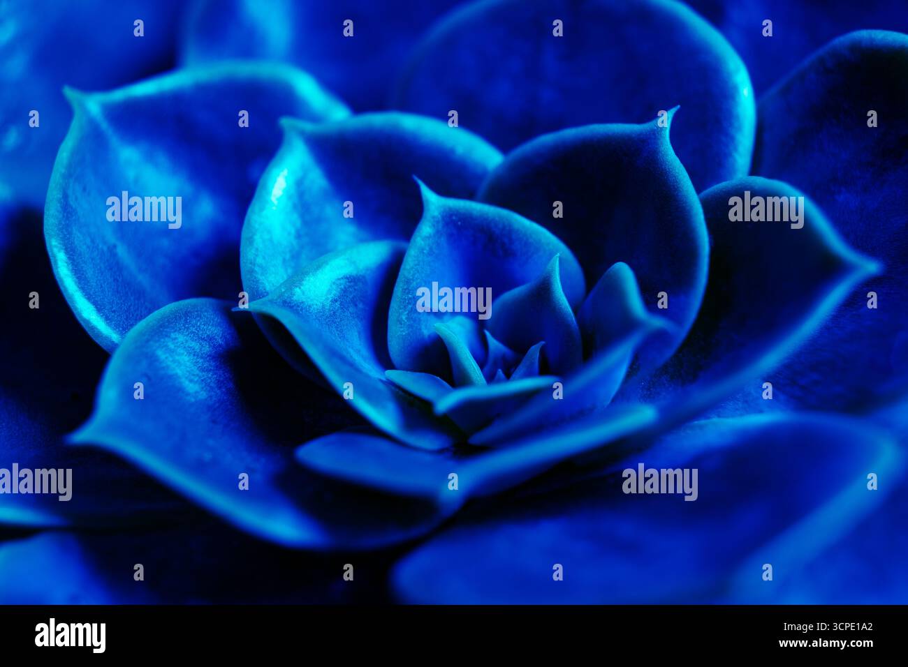 Sukkulenten Pflanzenkaktus. Leuchtend blau echeveria lilacina, gebräuchlicher Name Geister echeveria. Fraktale sukkulente Blätter blühen. Symmetrisches Muster Stockfoto