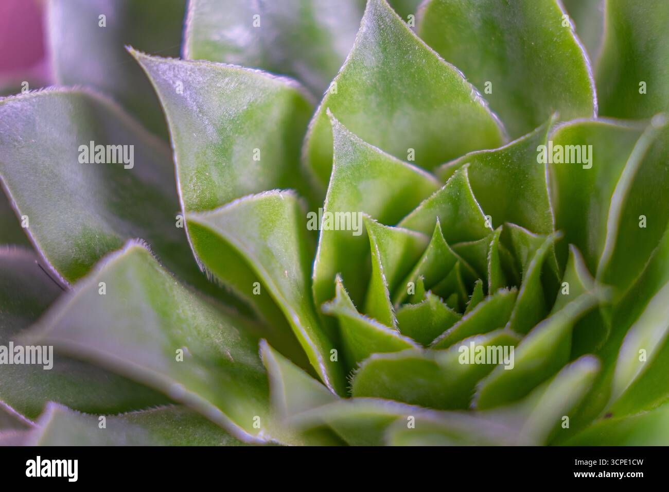 Sukkulenten Pflanzenkaktus. Leuchtend grün echeveria lilacina, gebräuchlicher Name Geister echeveria. Fraktale sukkulente Blätter blühen. Symmetrisches Muster Stockfoto