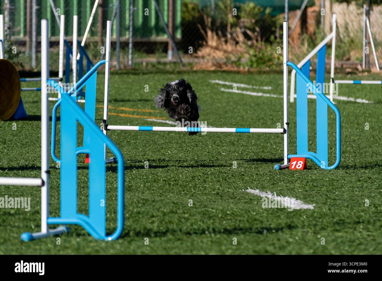 Der Hund springt im Agilitätskurs während des sonnigen Nachmittagstrainings über das Hindernis Stockfoto