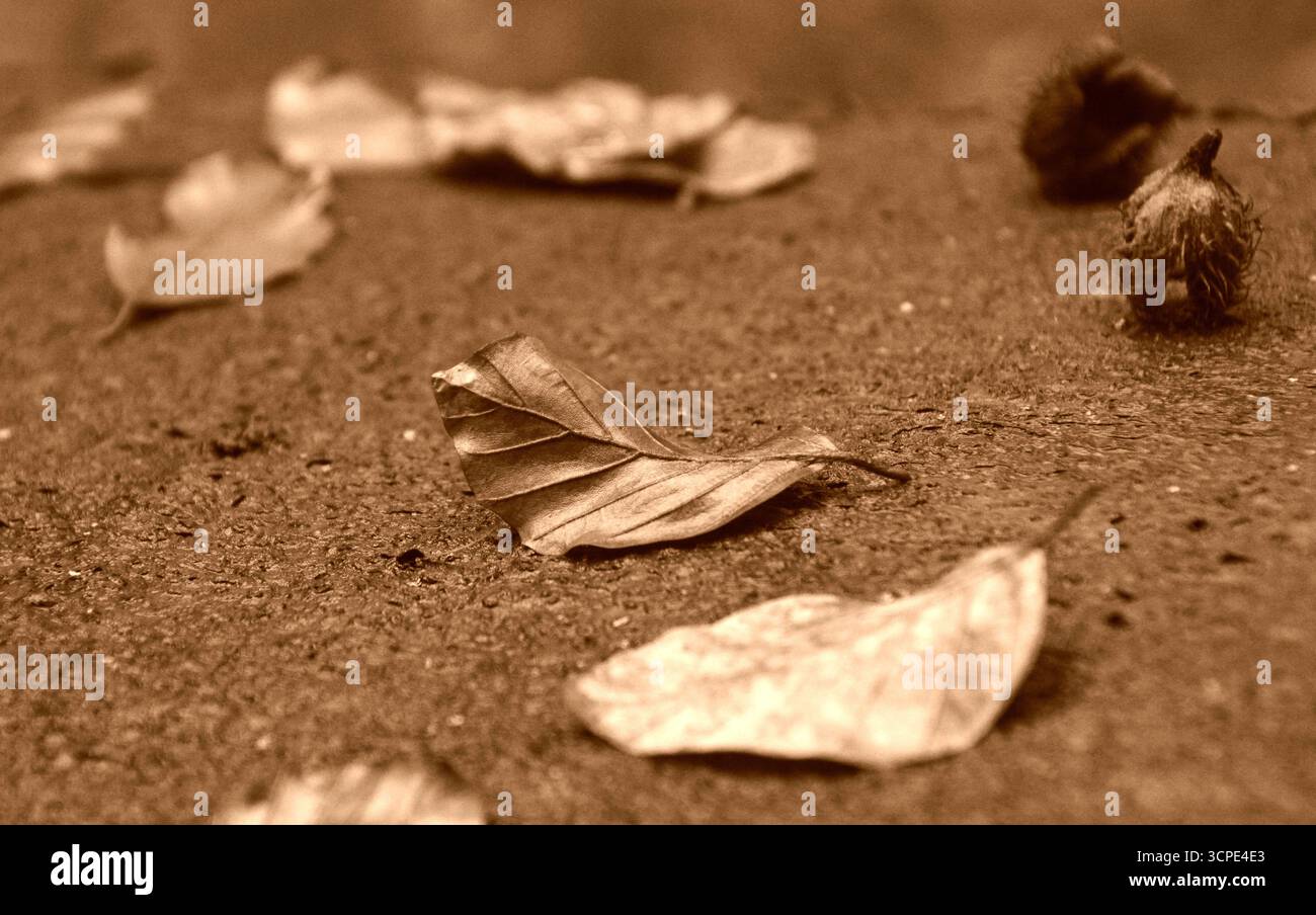 Herbstlaub und Eichelschalen auf dem Waldgrund, Sepia-Farbfoto, Wald von Las Murckowski, Oberschlesien, Polen, Oktober. Stockfoto