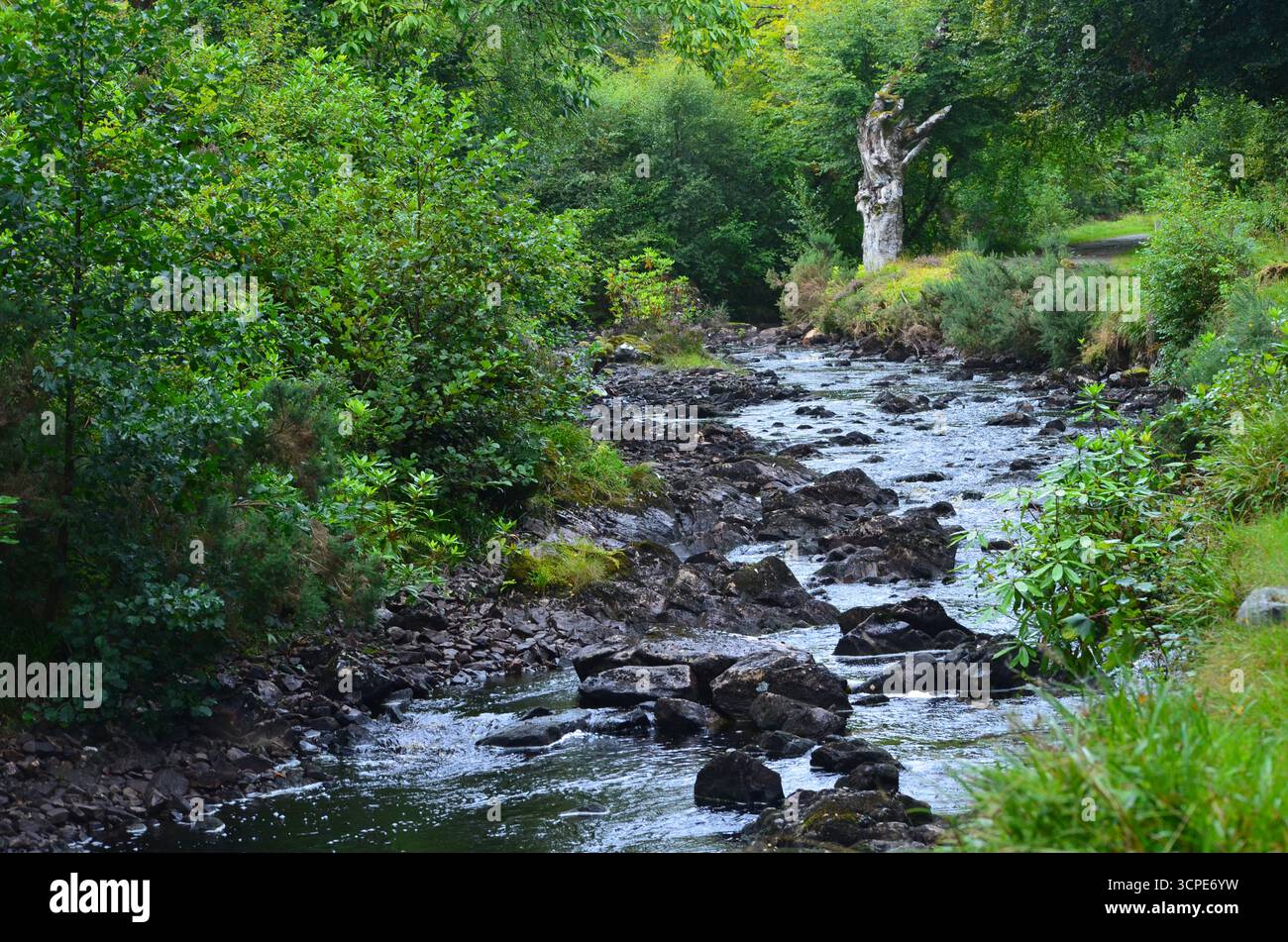 Flecken des gemäßigten Regenwaldes im Atlantik um Lews Castle auf der Isle of Lewis, Äußere Hebriden (Schottland) Stockfoto