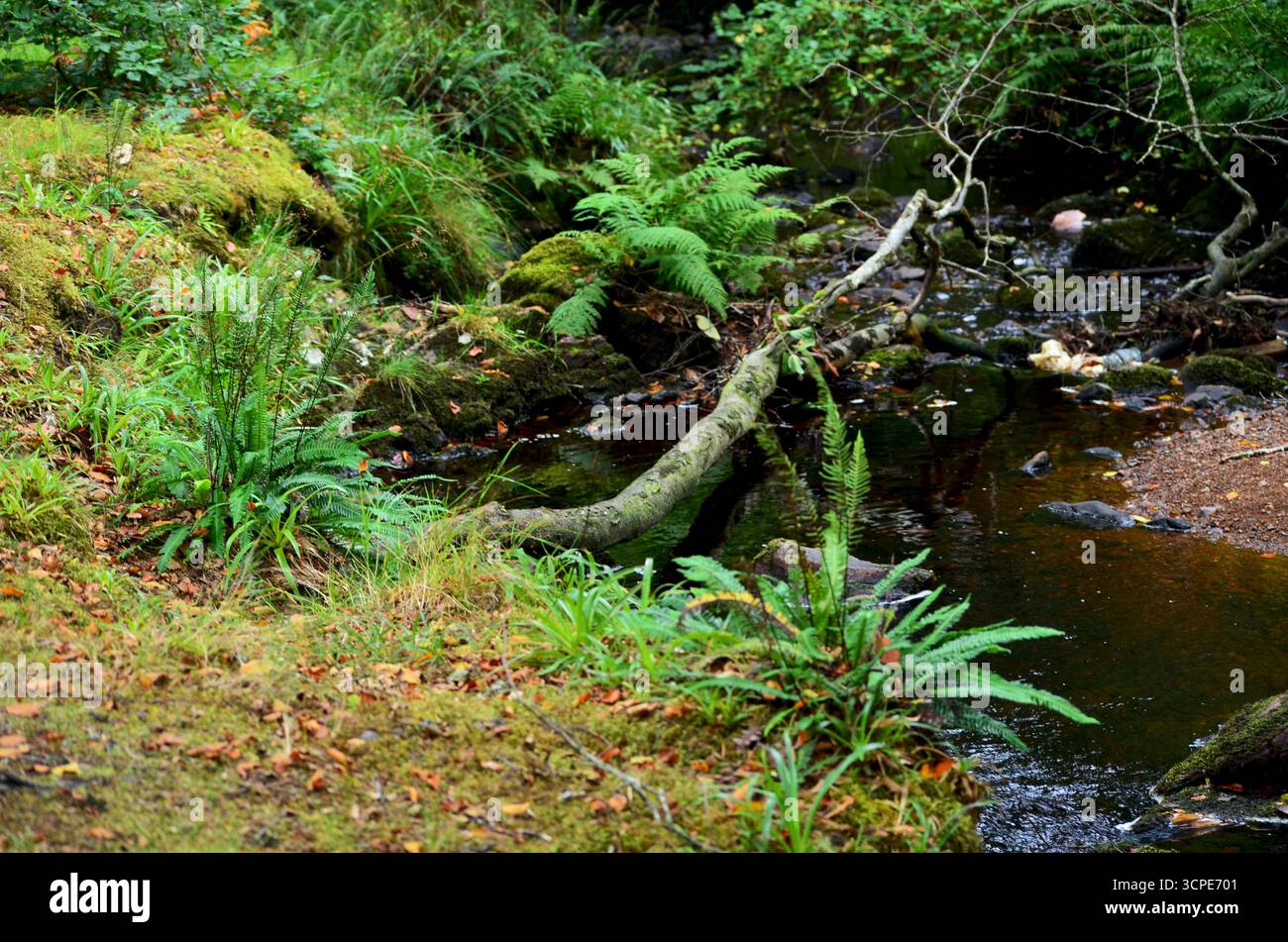 Flecken des gemäßigten Regenwaldes im Atlantik um Lews Castle auf der Isle of Lewis, Äußere Hebriden (Schottland) Stockfoto