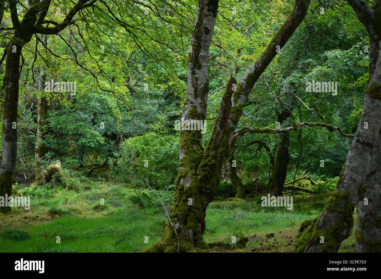 Flecken des gemäßigten Regenwaldes im Atlantik um Lews Castle auf der Isle of Lewis, Äußere Hebriden (Schottland) Stockfoto