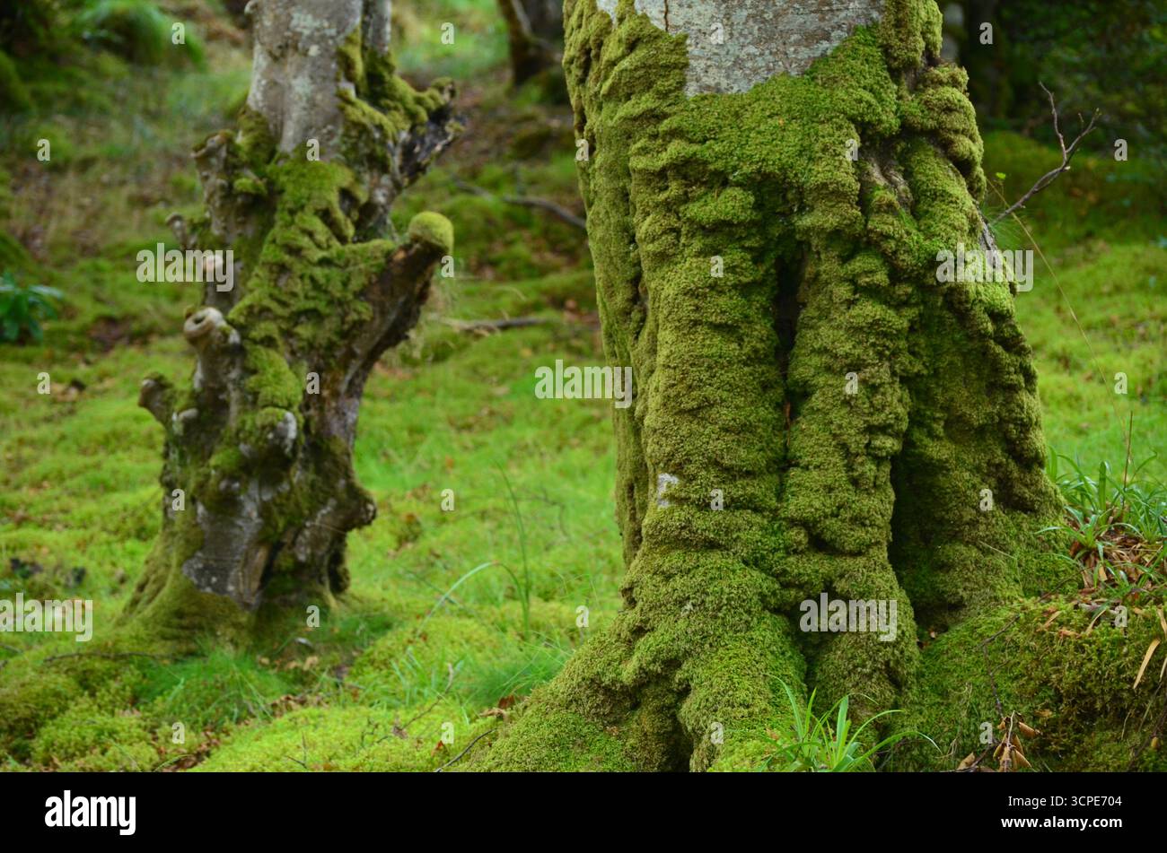 Flecken des gemäßigten Regenwaldes im Atlantik um Lews Castle auf der Isle of Lewis, Äußere Hebriden (Schottland) Stockfoto