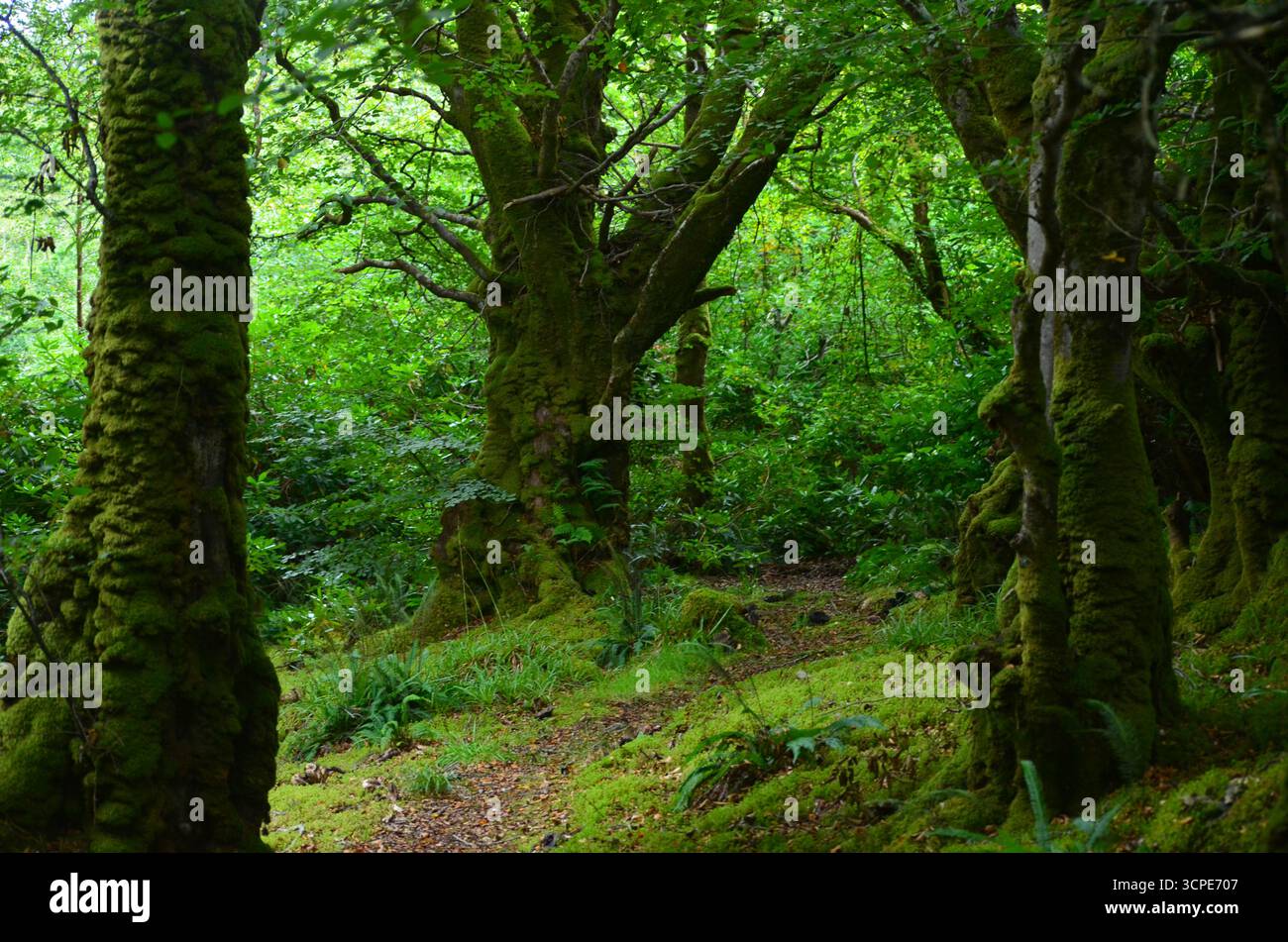 Flecken des gemäßigten Regenwaldes im Atlantik um Lews Castle auf der Isle of Lewis, Äußere Hebriden (Schottland) Stockfoto