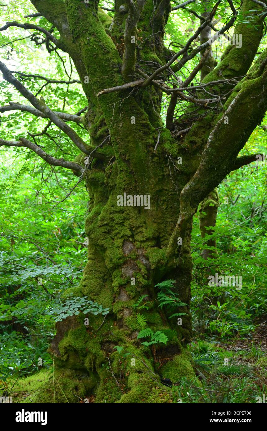 Flecken des gemäßigten Regenwaldes im Atlantik um Lews Castle auf der Isle of Lewis, Äußere Hebriden (Schottland) Stockfoto