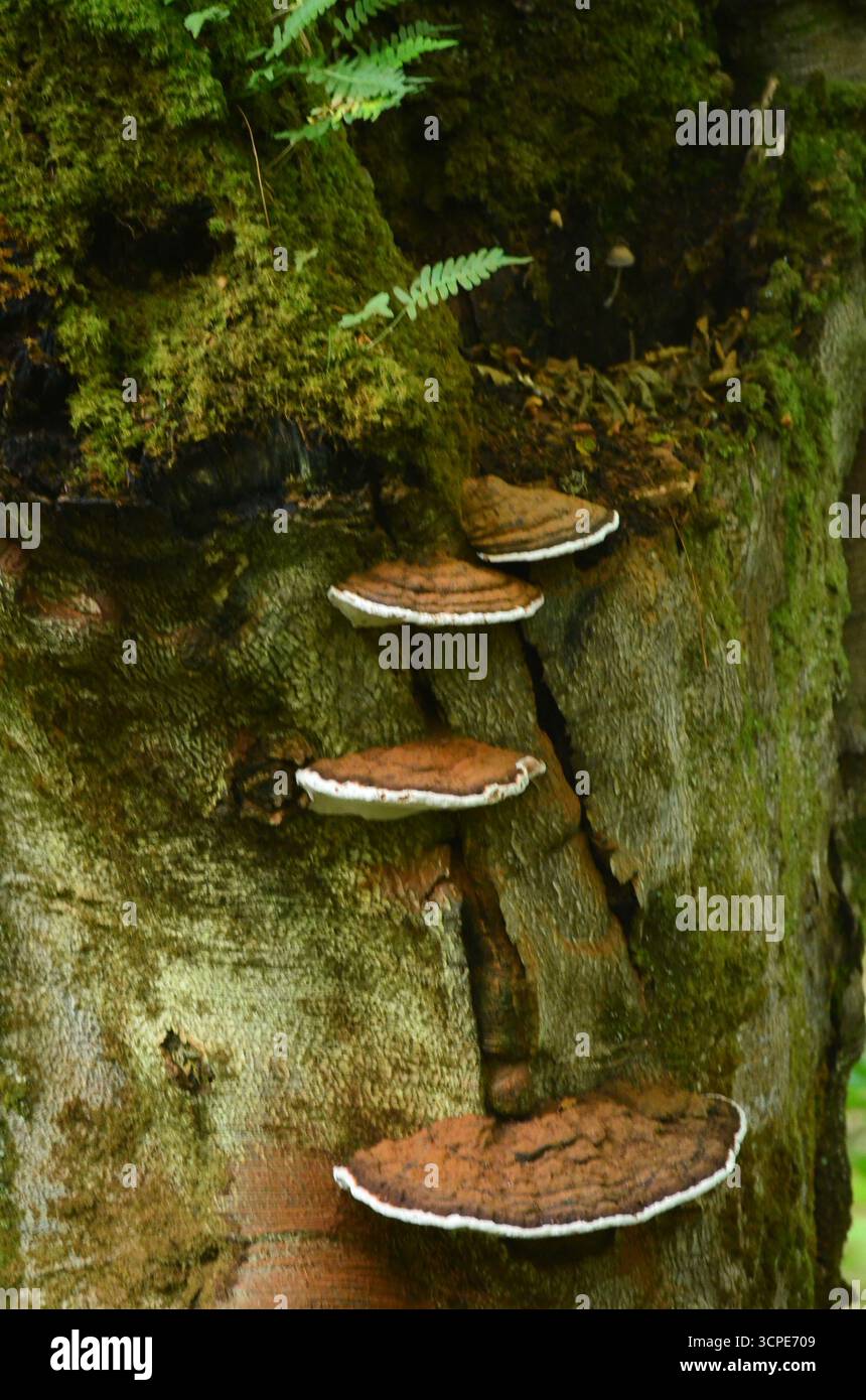 Flecken des gemäßigten Regenwaldes im Atlantik um Lews Castle auf der Isle of Lewis, Äußere Hebriden (Schottland) Stockfoto