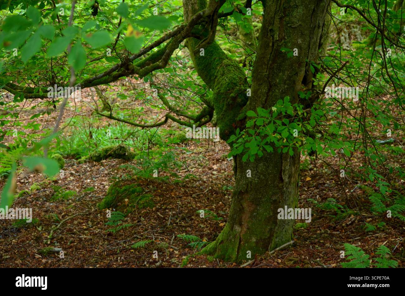 Flecken des gemäßigten Regenwaldes im Atlantik um Lews Castle auf der Isle of Lewis, Äußere Hebriden (Schottland) Stockfoto