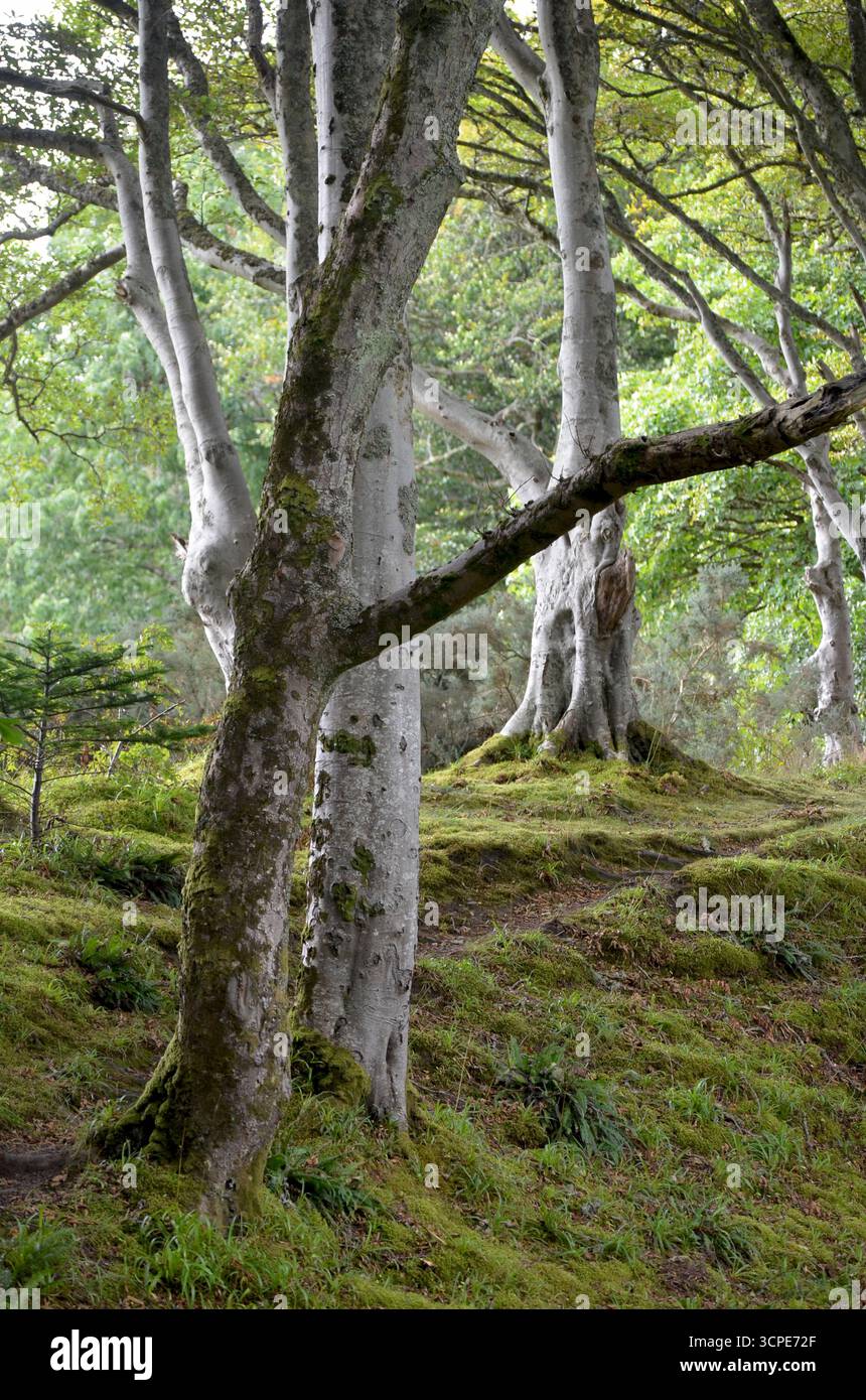Flecken des gemäßigten Regenwaldes im Atlantik um Lews Castle auf der Isle of Lewis, Äußere Hebriden (Schottland) Stockfoto