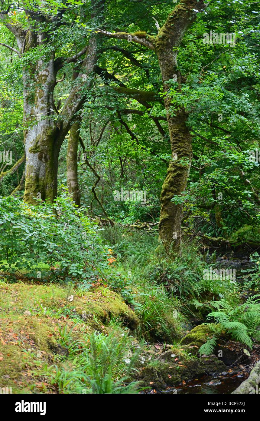 Flecken des gemäßigten Regenwaldes im Atlantik um Lews Castle auf der Isle of Lewis, Äußere Hebriden (Schottland) Stockfoto