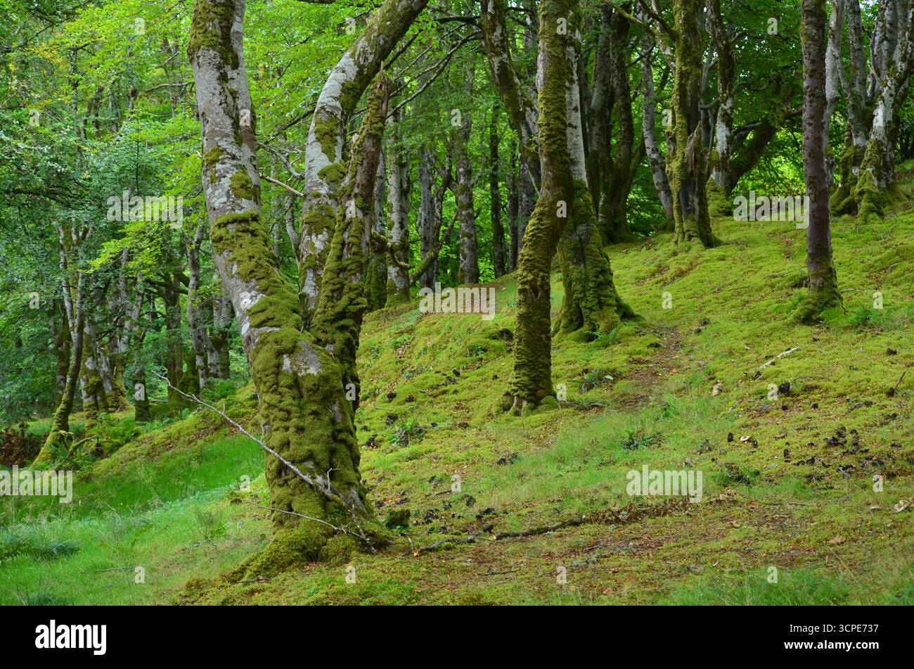 Flecken des gemäßigten Regenwaldes im Atlantik um Lews Castle auf der Isle of Lewis, Äußere Hebriden (Schottland) Stockfoto