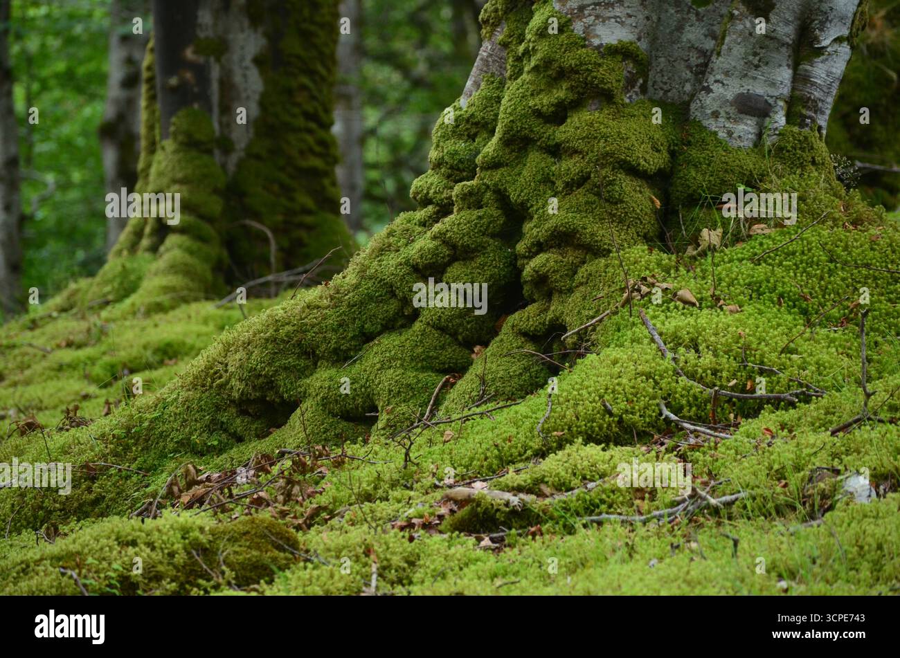 Flecken des gemäßigten Regenwaldes im Atlantik um Lews Castle auf der Isle of Lewis, Äußere Hebriden (Schottland) Stockfoto