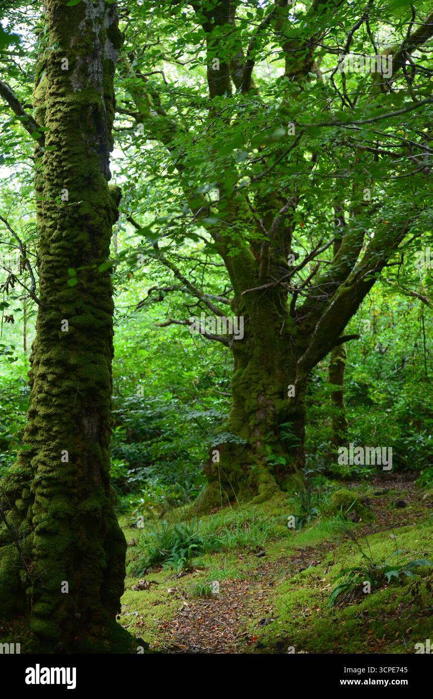 Flecken des gemäßigten Regenwaldes im Atlantik um Lews Castle auf der Isle of Lewis, Äußere Hebriden (Schottland) Stockfoto