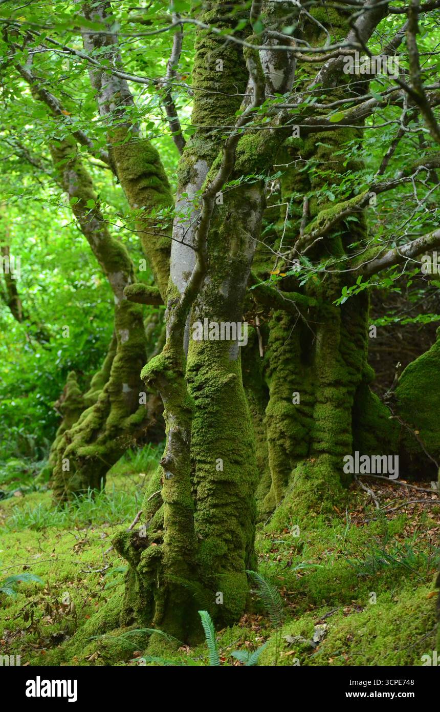 Flecken des gemäßigten Regenwaldes im Atlantik um Lews Castle auf der Isle of Lewis, Äußere Hebriden (Schottland) Stockfoto