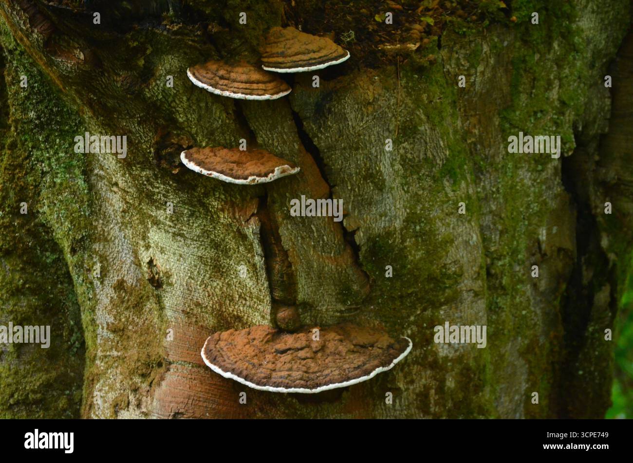 Flecken des gemäßigten Regenwaldes im Atlantik um Lews Castle auf der Isle of Lewis, Äußere Hebriden (Schottland) Stockfoto