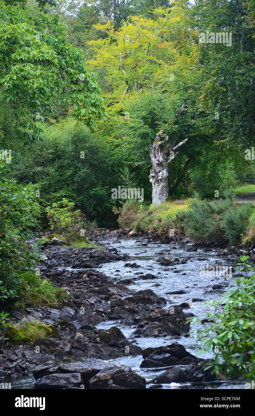 Flecken des gemäßigten Regenwaldes im Atlantik um Lews Castle auf der Isle of Lewis, Äußere Hebriden (Schottland) Stockfoto