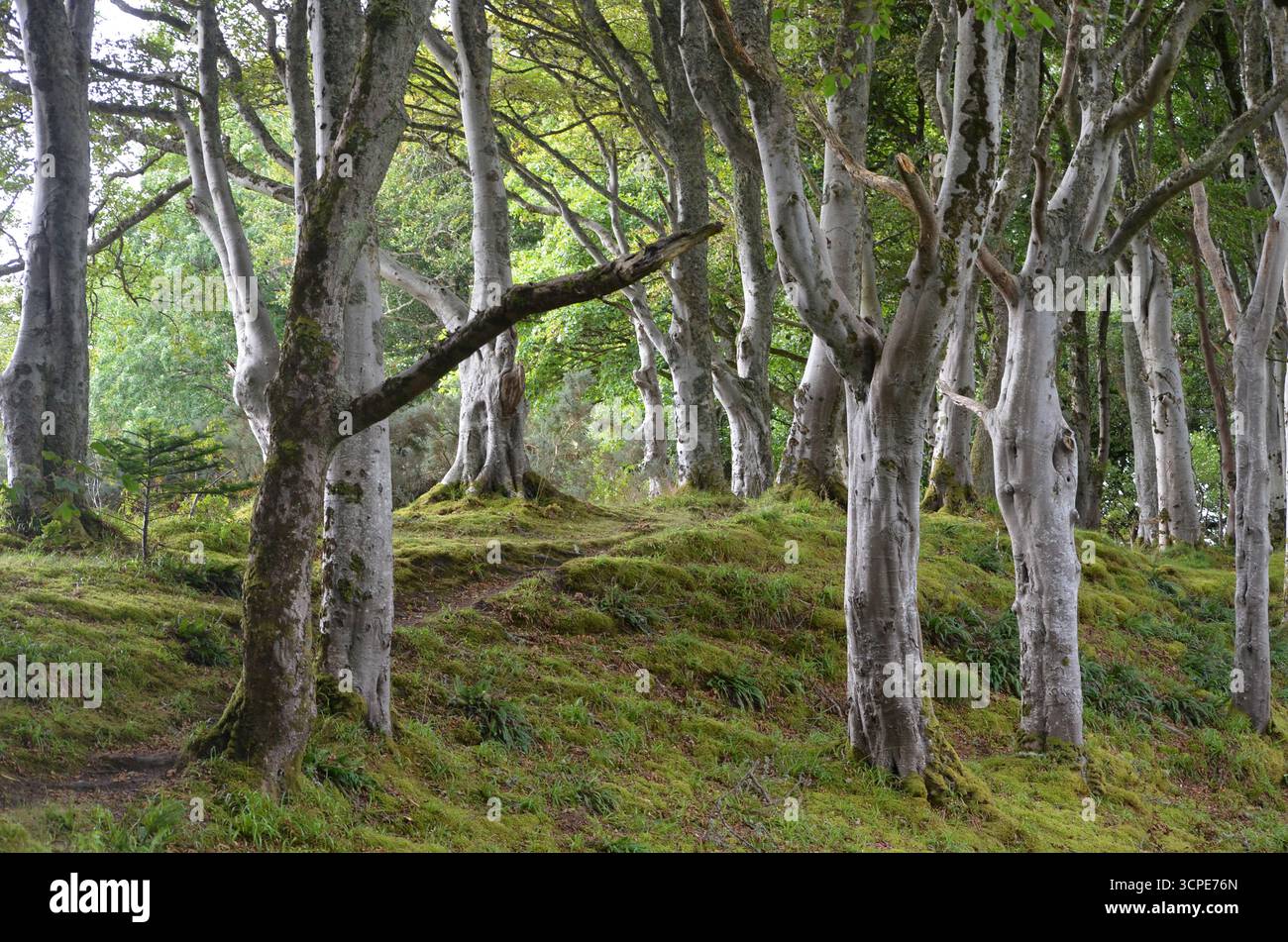 Flecken des gemäßigten Regenwaldes im Atlantik um Lews Castle auf der Isle of Lewis, Äußere Hebriden (Schottland) Stockfoto