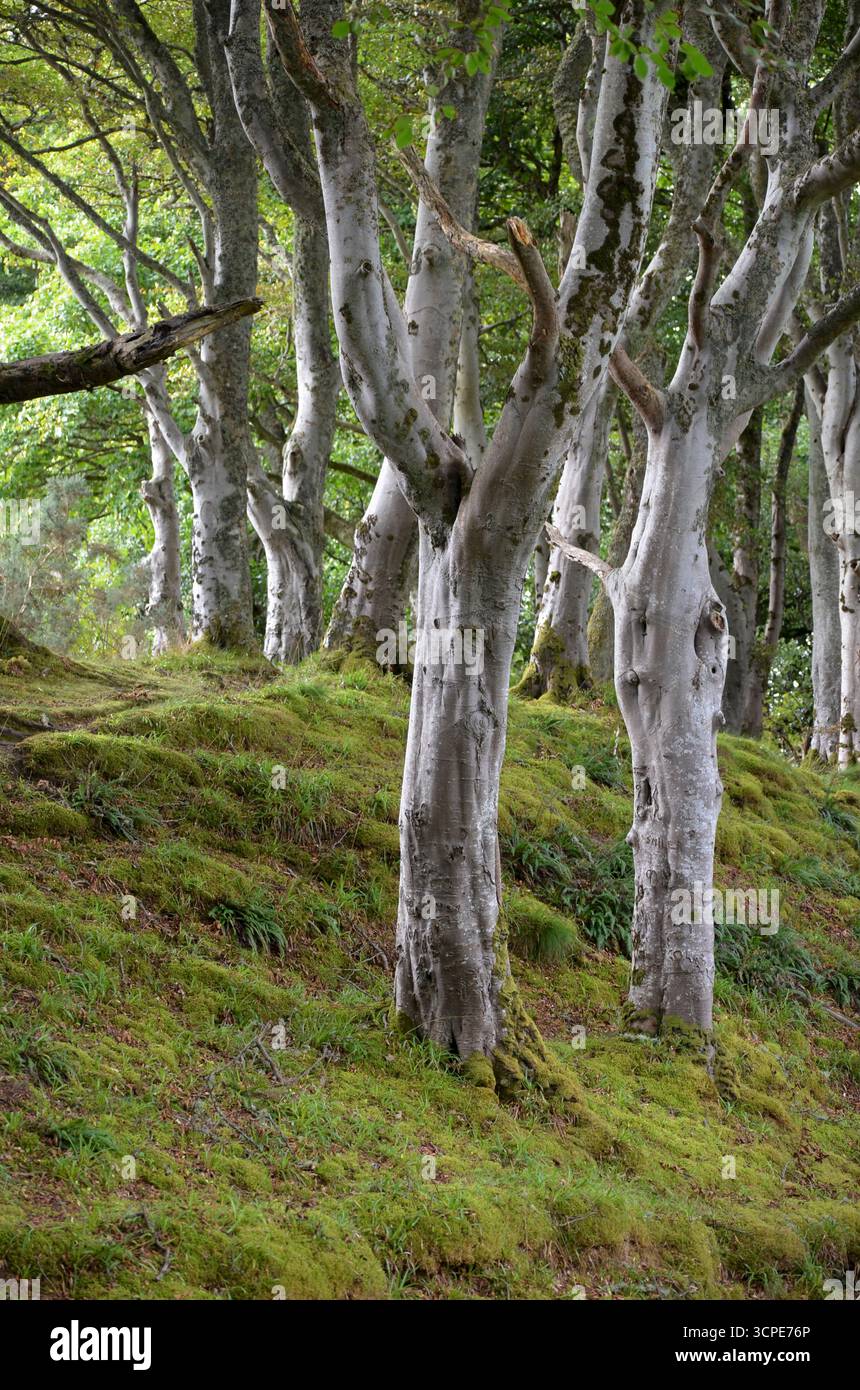Flecken des gemäßigten Regenwaldes im Atlantik um Lews Castle auf der Isle of Lewis, Äußere Hebriden (Schottland) Stockfoto