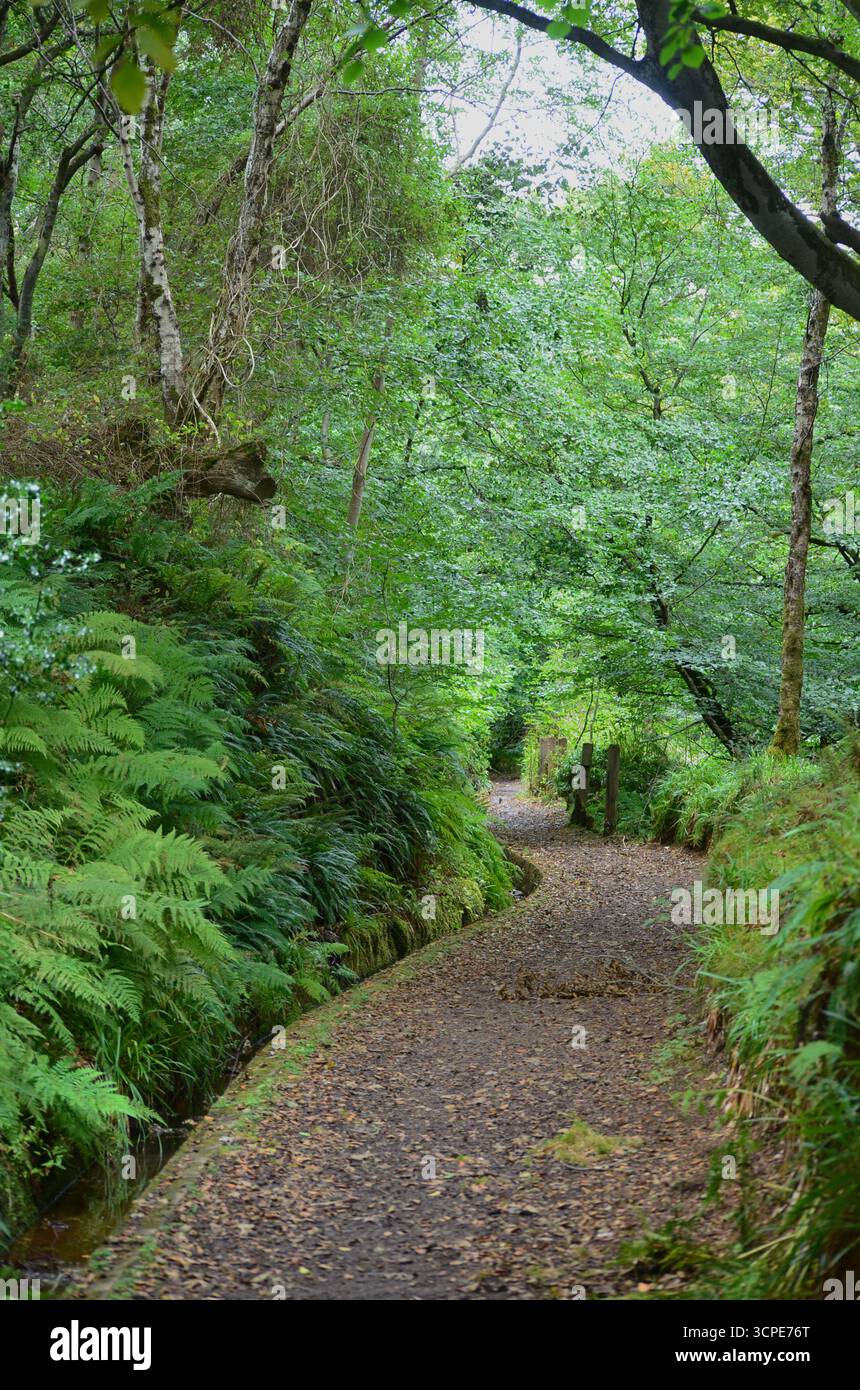Flecken des gemäßigten Regenwaldes im Atlantik um Lews Castle auf der Isle of Lewis, Äußere Hebriden (Schottland) Stockfoto