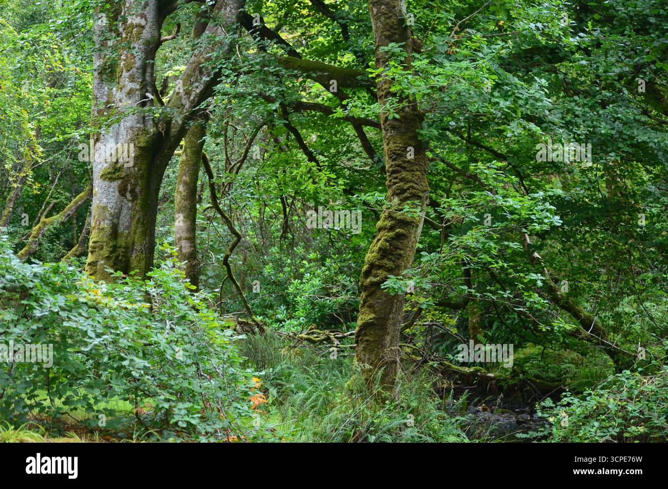 Flecken des gemäßigten Regenwaldes im Atlantik um Lews Castle auf der Isle of Lewis, Äußere Hebriden (Schottland) Stockfoto