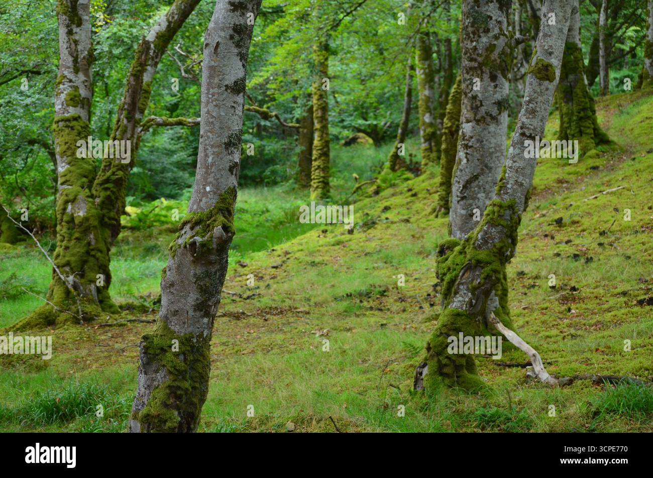 Flecken des gemäßigten Regenwaldes im Atlantik um Lews Castle auf der Isle of Lewis, Äußere Hebriden (Schottland) Stockfoto