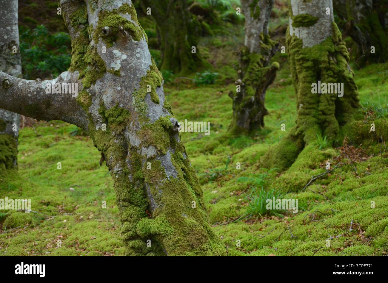 Flecken des gemäßigten Regenwaldes im Atlantik um Lews Castle auf der Isle of Lewis, Äußere Hebriden (Schottland) Stockfoto