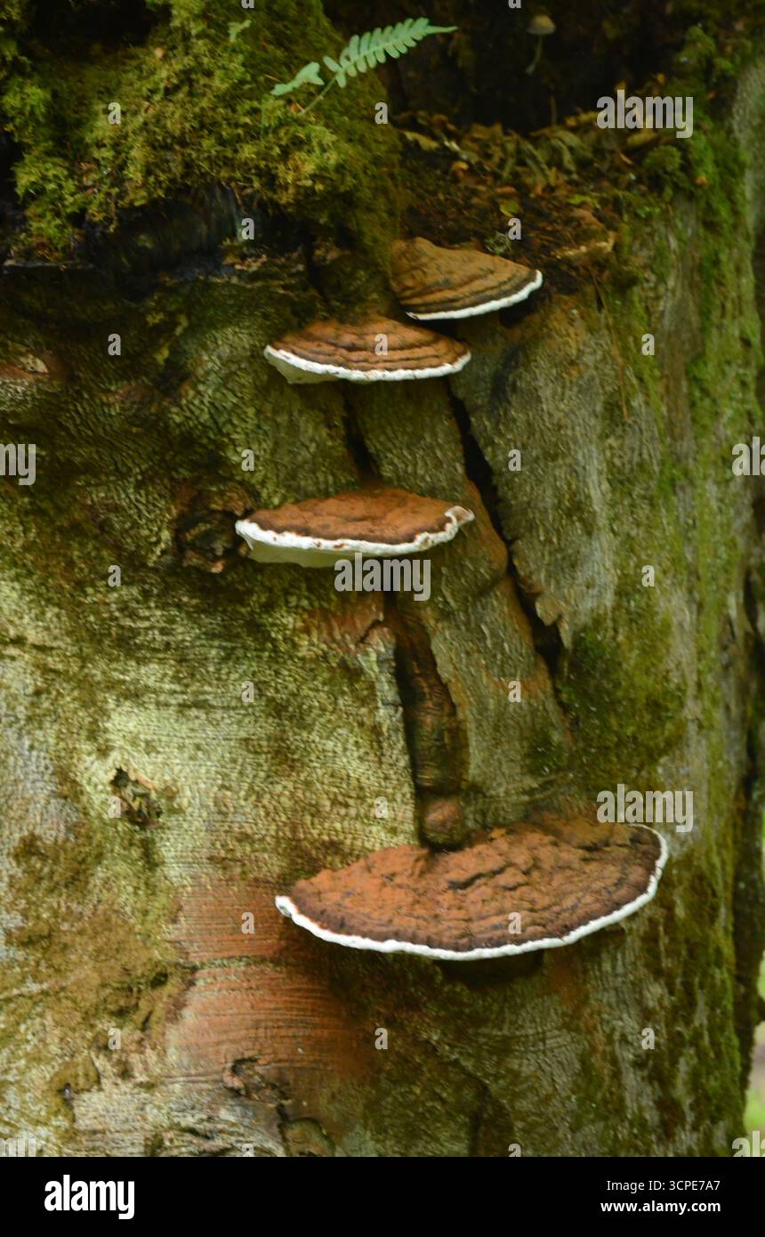 Flecken des gemäßigten Regenwaldes im Atlantik um Lews Castle auf der Isle of Lewis, Äußere Hebriden (Schottland) Stockfoto