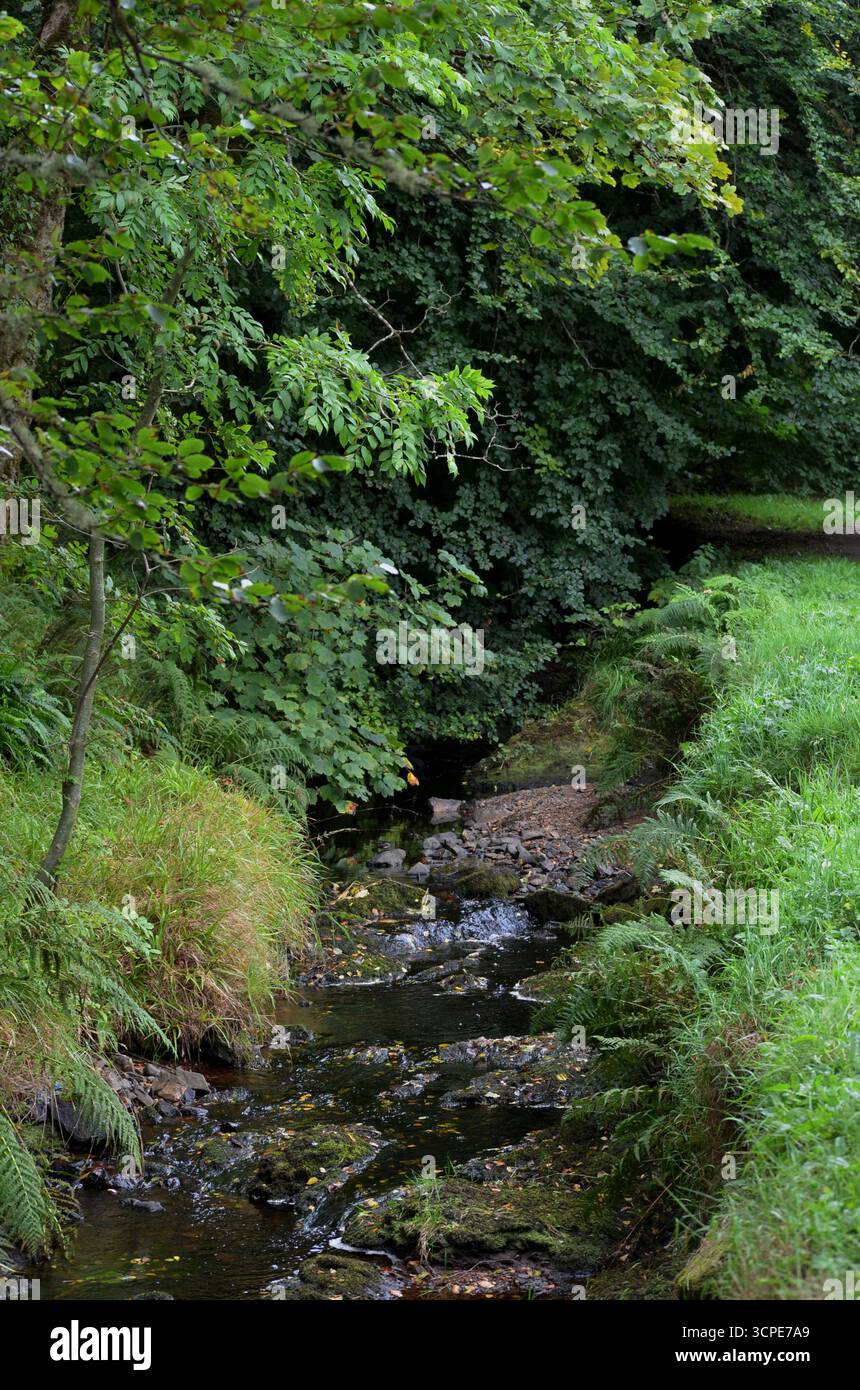Flecken des gemäßigten Regenwaldes im Atlantik um Lews Castle auf der Isle of Lewis, Äußere Hebriden (Schottland) Stockfoto
