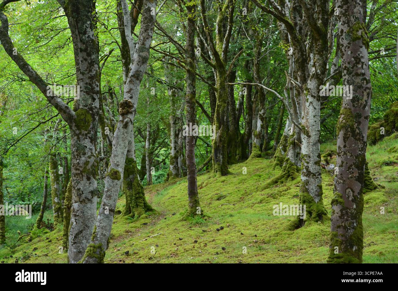 Flecken des gemäßigten Regenwaldes im Atlantik um Lews Castle auf der Isle of Lewis, Äußere Hebriden (Schottland) Stockfoto