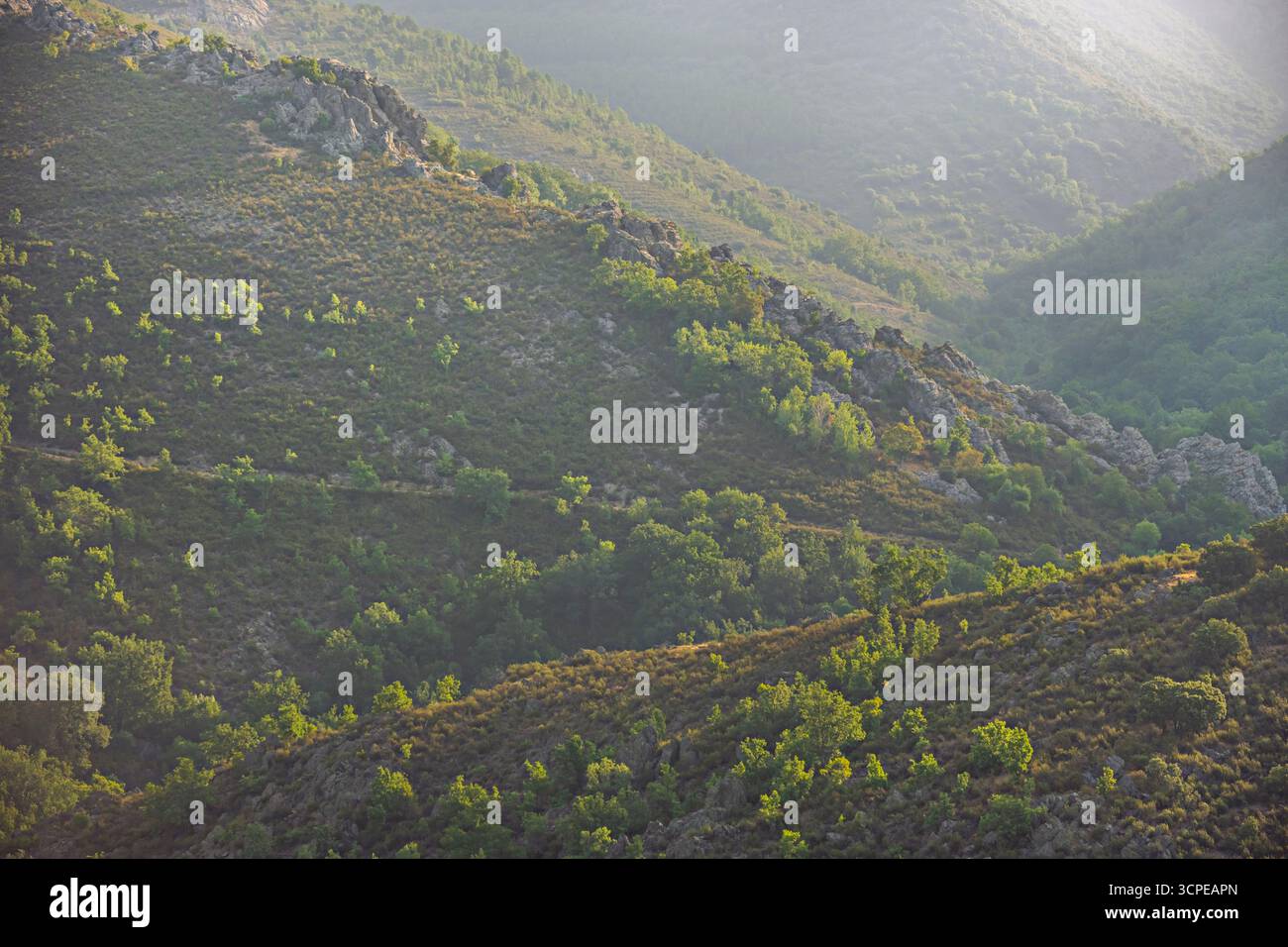 Teleobjektiv, das Waldtiere künstlich näher an die umgebende Vegetation heranbringt und intime Szenen erzeugt Stockfoto Teleobjektiv, das Waldtiere künstlich näher an die umgebende Vegetation heranbringt und intime Szenen erzeugt Stockfoto