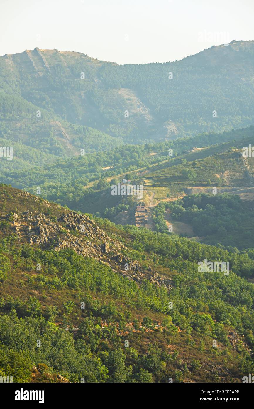 Unendlicher Waldeffekt durch Komprimieren mehrerer Baumebenen in ein flaches, abstraktes Bild Stockfoto Unendlicher Waldeffekt durch Komprimieren mehrerer Baumebenen in ein flaches, abstraktes Bild Stockfoto