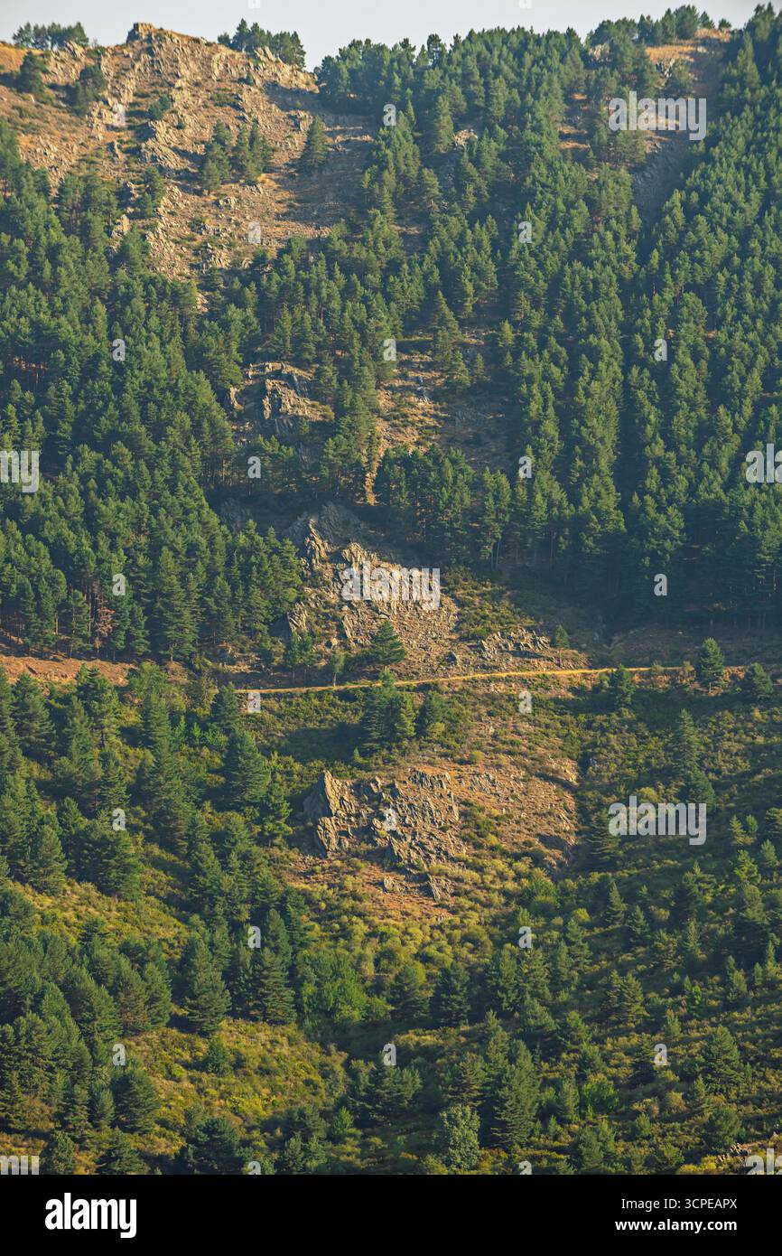Kompressionstechnik zur visuellen Verbindung von Zweigen im Vordergrund mit Bäumen im Waldhintergrund Stockfoto