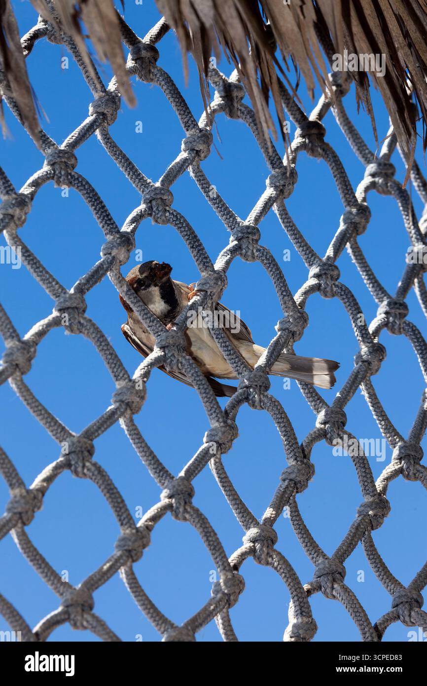 Eine Familie von Hausfinken im „Cabo Pulmo“, einem Nationalpark in Baja California Sur, Mexiko Stockfoto