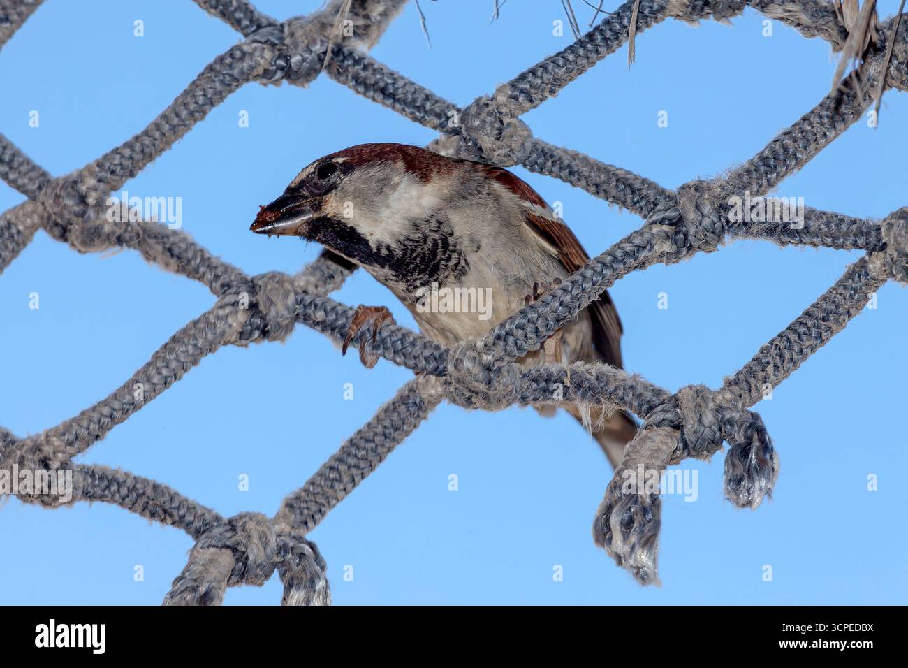 Eine Familie von Hausfinken im „Cabo Pulmo“, einem Nationalpark in Baja California Sur, Mexiko Stockfoto
