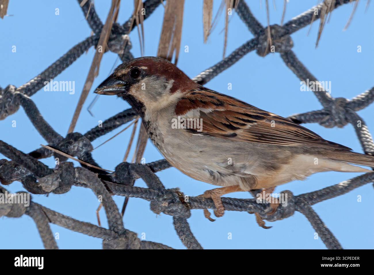 Eine Familie von Hausfinken im „Cabo Pulmo“, einem Nationalpark in Baja California Sur, Mexiko Stockfoto