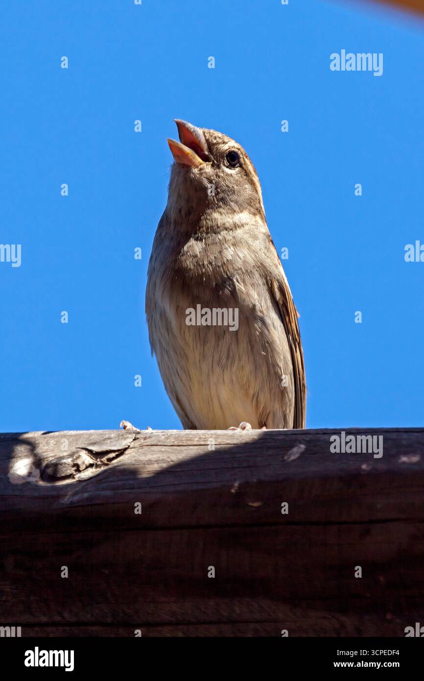 Eine Familie von Hausfinken im „Cabo Pulmo“, einem Nationalpark in Baja California Sur, Mexiko Stockfoto