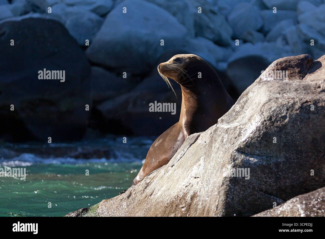 Eine Seelöwenkolonnie im „Cabo Pulmo“, einem Nationalpark in Baja California Sur, Mexiko Stockfoto