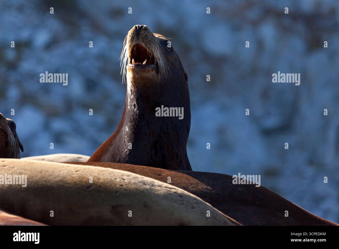 Eine Seelöwenkolonnie im „Cabo Pulmo“, einem Nationalpark in Baja California Sur, Mexiko Stockfoto