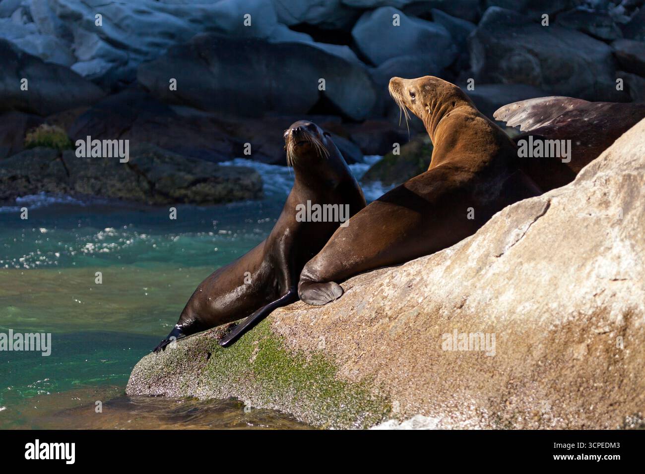 Eine Seelöwenkolonnie im „Cabo Pulmo“, einem Nationalpark in Baja California Sur, Mexiko Stockfoto