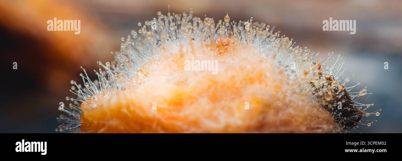 Mikroskopische Ansicht des Schimmelwachstums auf einer abfallenden Aprikose, die die komplizierten Strukturen des Pilzes und den Prozess des Lebensmittelverderbs hervorhebt Stockfoto