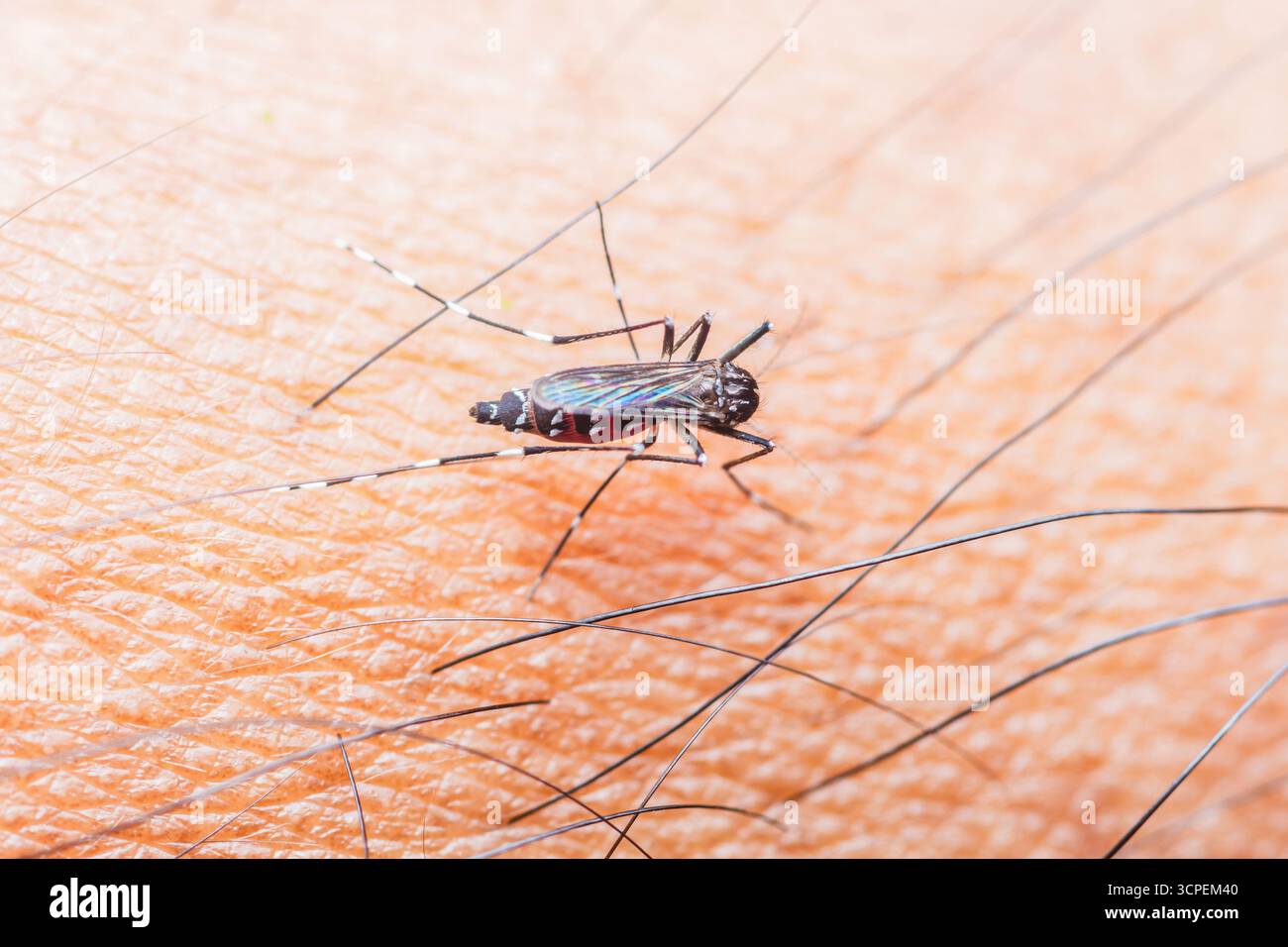 Asiatische Tigermücke, wissenschaftlich bekannt als aedes albopictus, saugt Blut aus der menschlichen Haut und überträgt Krankheiten wie Dengue fev Stockfoto
