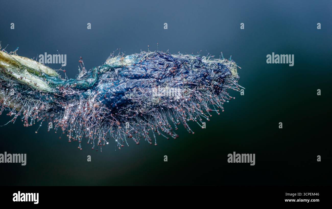Extreme Nahaufnahme von mucor-Schimmel, der auf verfaulenden Früchten wächst, mit filigranen Sporenstrukturen und glitzernden Tropfen, die durch Makroaufnahmen erfasst werden Stockfoto