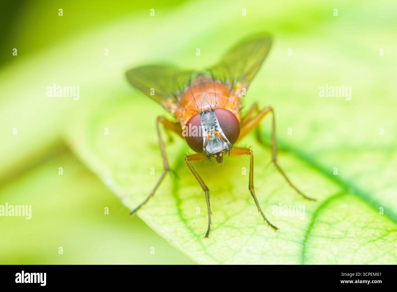 Makrofotografie mit einer orangen Fliege, die auf einem leuchtenden grünen Blatt thront, mit einem wunderschön verschwommenen Hintergrund, der die komplizierte Deta noch verstärkt Stockfoto