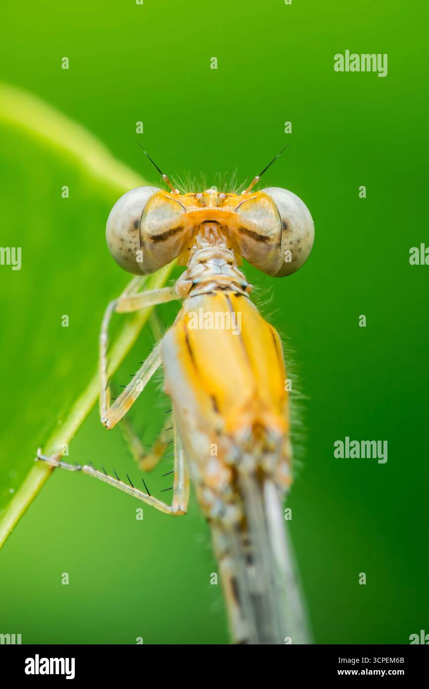 Extreme Nahaufnahme einer orangen Jungfliege, die auf einem leuchtenden grünen Blatt thront und ihre komplizierten Details und zarten Merkmale in einer Makroperspektive zeigt Stockfoto