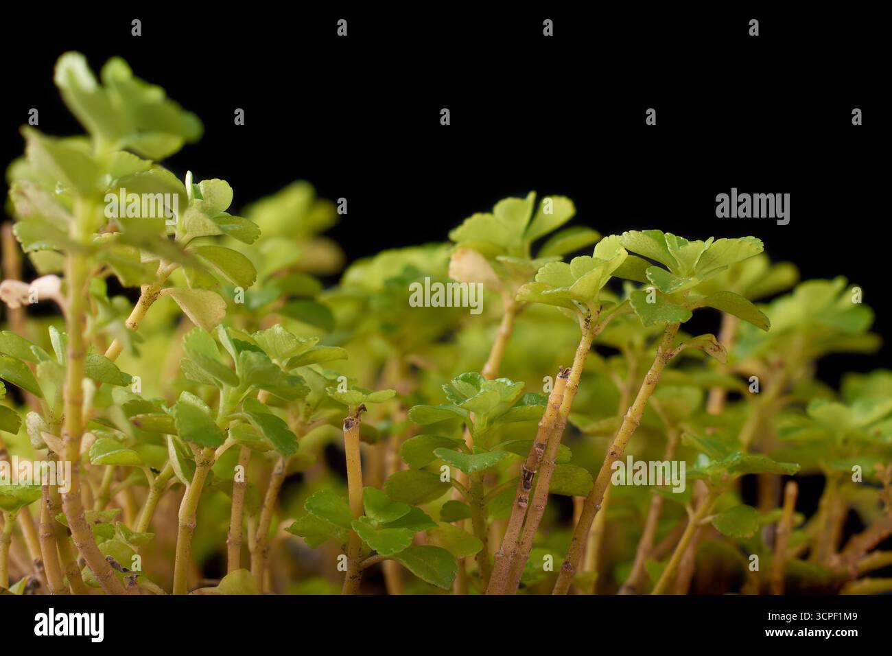 japanische Steinpfropfenpflanze, Sedum makinoi, winziges goldgrünes Sukkulentblatt mit rötlich-braunem Stiel, schleichende Bodendecke isolierter schwarzer Hintergrund Stockfoto
