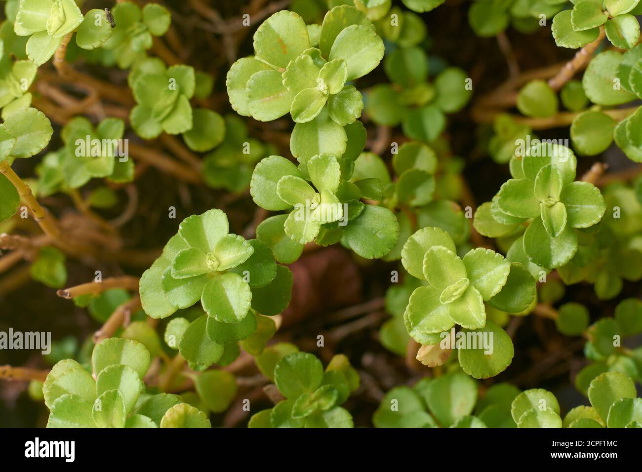 japanische Steinpfanne, Sedum makinoi, winziges goldgrünes Sukkulentblatt mit rötlich-braunem Stiel, kriechender Bodenbelag, von oben im Vollrahmen Stockfoto
