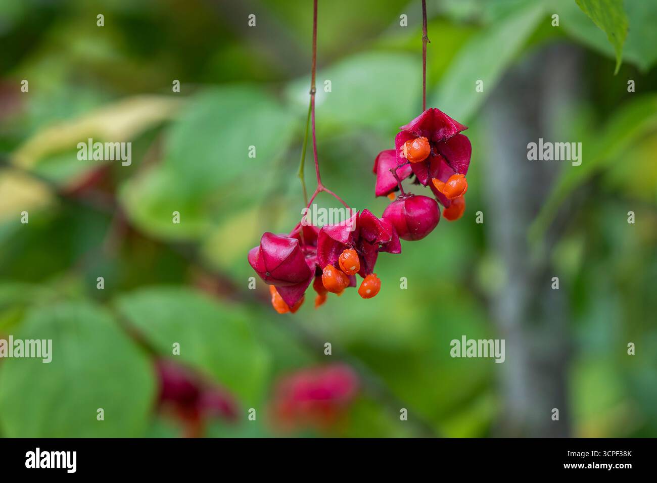 Die Früchte eines Spindelbaums, Euonymus europaea, wachsen im Park. Spindelzweig mit Früchten im Herbst. Herbst Hintergrund. Stockfoto