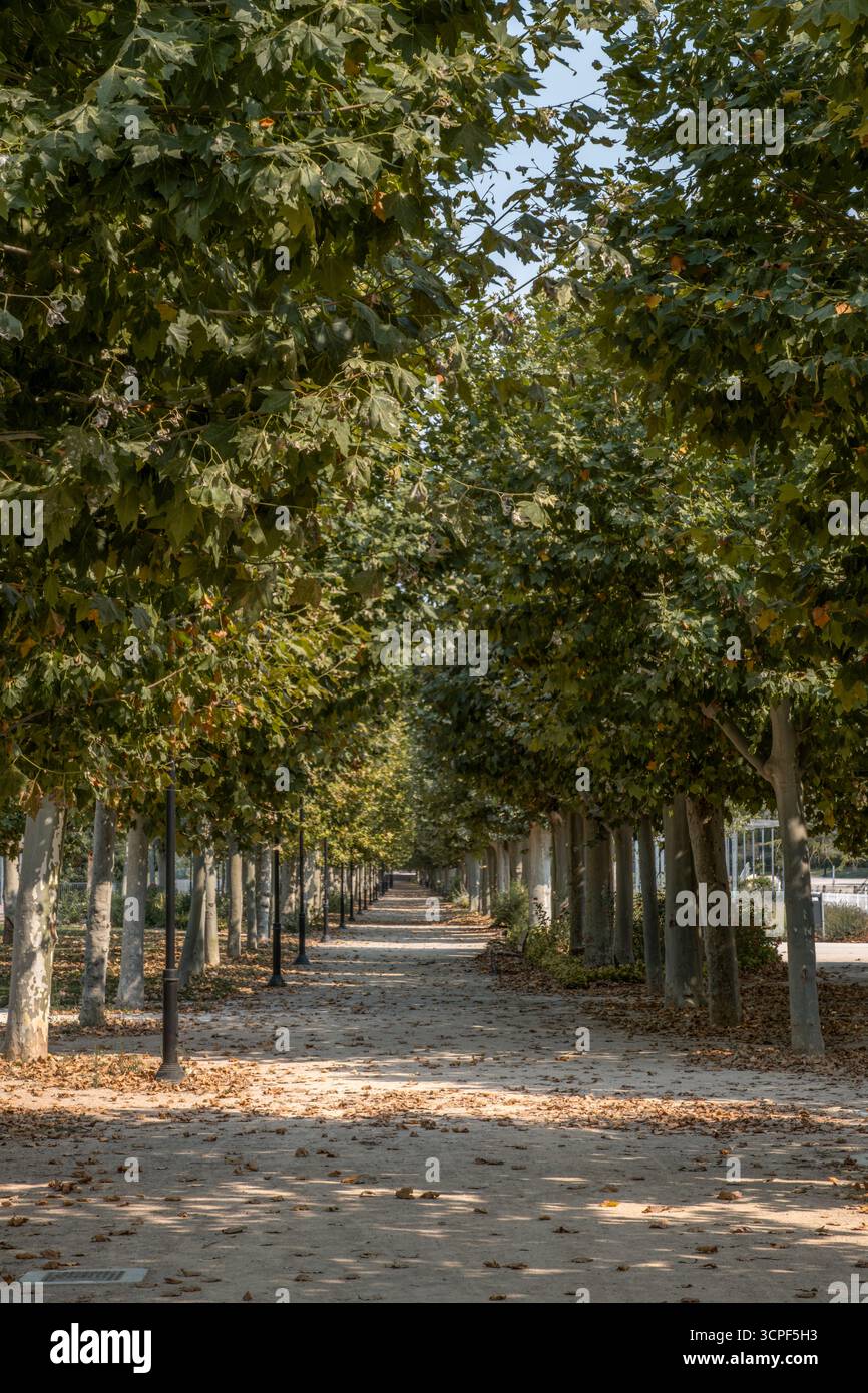 Von Bäumen gesäumter Walkway, der einen natürlichen Tunnel im Tudela Urban Park Navarra Spanien schafft. Laubdach im Herbst, Pfad für gefallene Blätter, Promenade, öffentlicher Garten Stockfoto