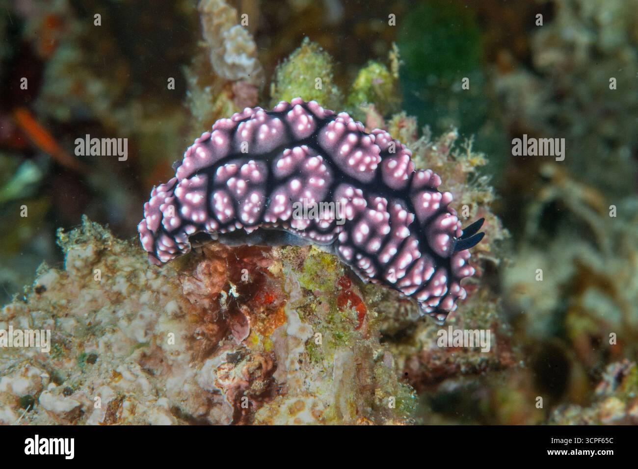 Pimplantierte Phyllidiella kriecht auf Korallen von Bali Stockfoto