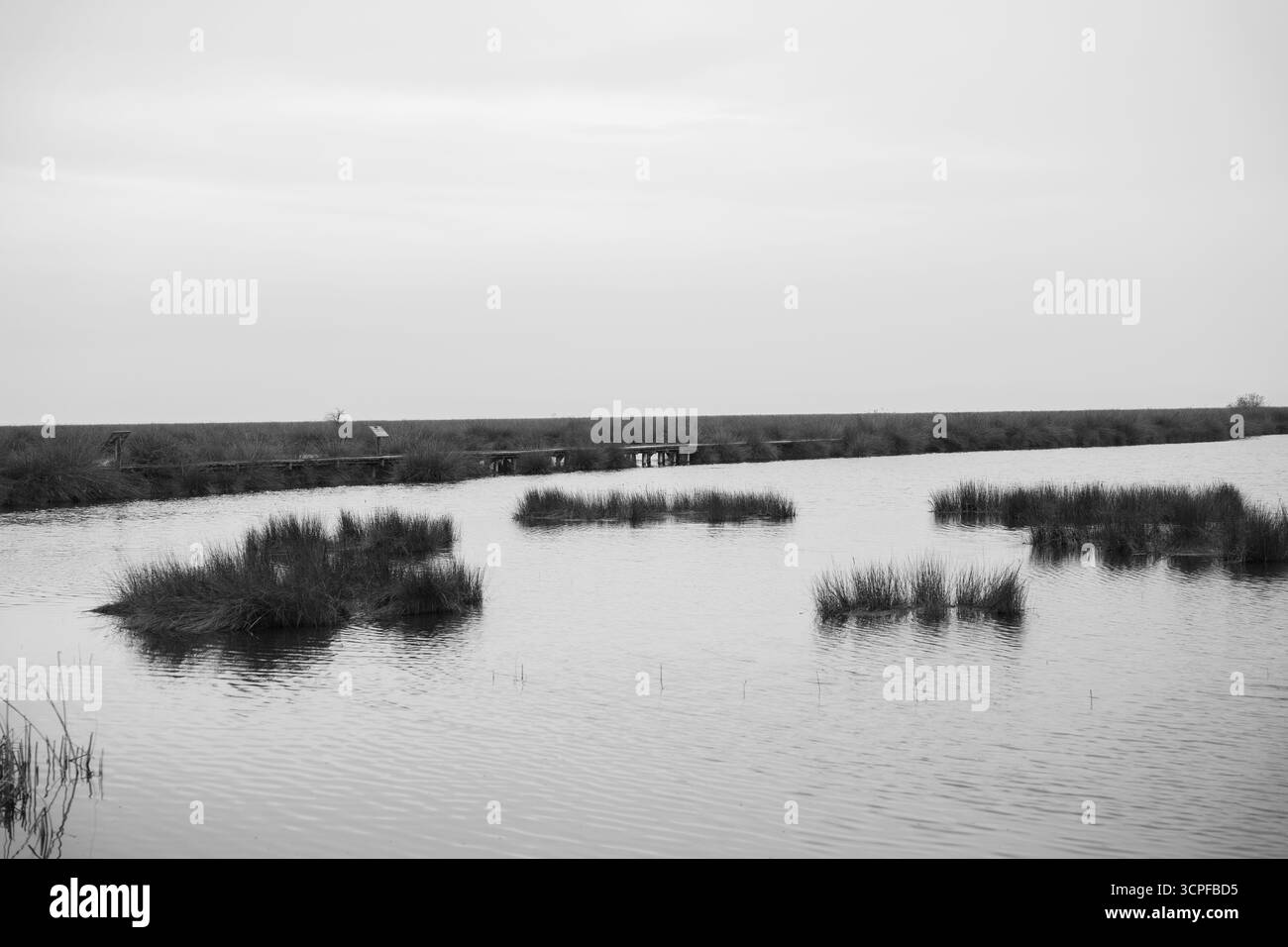Schwarzweiß-Foto von Sumpfgebieten mit Wasser- und Grasinseln in Feuchtgebieten Stockfoto